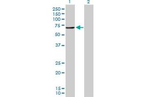 Western Blot analysis of CNDP1 expression in transfected 293T cell line by CNDP1 MaxPab polyclonal antibody. (CNDP1 antibody  (AA 1-507))