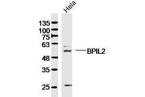 Hela lysates probed with BPIL2 Polyclonal Antibody, Unconjugated  at 1:300 dilution and 4˚C overnight incubation. (BPIFC antibody  (AA 131-230))