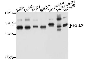Western blot analysis of extract of various cells, using FSTL3 antibody.