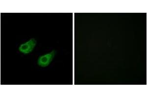 Immunofluorescence analysis of HeLa cells, using JIP3 Antibody. (JIP3 antibody  (AA 621-670))
