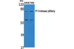 Western Blotting (WB) image for anti-Phosphoinositide 3 Kinase, p85 alpha/gamma (PI3K p85a/g) (Ser106) antibody (ABIN3186432) (PI3K p85 alpha/gamma antibody  (Ser106))