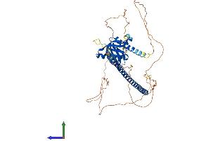AlphaFold protein structure predicition of Mouse Recombinant Nos1ap Protein, UniprotID Q9D3A8 (NOS1AP Protein (AA 1-503) (His tag))