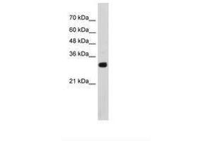 Image no. 2 for anti-SRY (Sex Determining Region Y)-Box 15 (SOX15) (AA 142-191) antibody (ABIN203348)