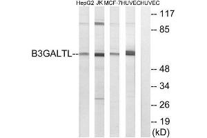 Western Blotting (WB) image for anti-beta 1,3-Galactosyltransferase-Like (B3GALTL) (C-Term) antibody (ABIN1850900) (B3GALTL antibody  (C-Term))