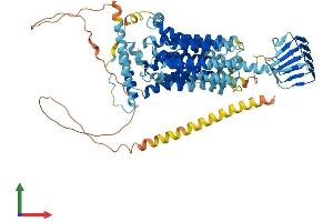 AlphaFold protein structure predicition of Human Recombinant SV2A Protein, UniprotID Q7L0J3
