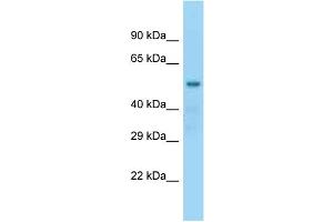 WB Suggested Anti-Nap1l2 Antibody Titration: 1.