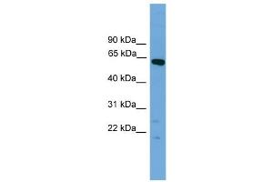 WB Suggested Anti-Tbx22 Antibody Titration:  0. (T-Box 22 antibody  (N-Term))