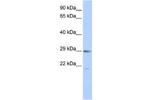 Western Blotting (WB) image for anti-Mortality Factor 4 (MORF4) antibody (ABIN2459128)
