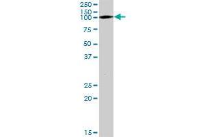 TRIM28 MaxPab polyclonal antibody. (KAP1 antibody  (AA 1-835))