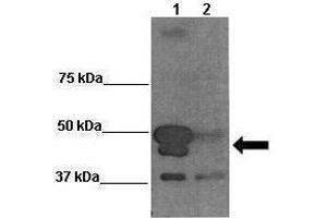 Sample Type: Lane 1:241 µg siRUVBL1 transfected human Saos2 cells Lane 2: 041 µg untransfected human Saos2 cells Primary Antibody Dilution: 1:0000Secondary Antibody: Anti-rabbit-HRP Secondary Antibody Dilution: 1:0000 Color/Signal Descriptions: BAG5  Gene Name: Wenwei Hu, Xuetian Yue, Rutgers Cancer Institute of New Jersey. (BAG5 antibody  (C-Term))