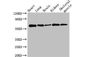 Western Blot Positive WB detected in: Mouse heart tissue, Mouse lung tissue, Mouse brain tissue, Mouse kidney tissue, Mouse skeletal muscle tissue All lanes: KPNA4 antibody at 3. (KPNA4 antibody  (AA 51-239))