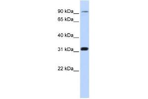 Cyclin M4 antibody used at 1 ug/ml to detect target protein. (CNNM4 antibody  (Middle Region))
