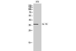 Western Blotting (WB) image for anti-Carbonic Anhydrase VB, Mitochondrial (CA5B) (C-Term) antibody (ABIN3183597) (CA5B antibody  (C-Term))