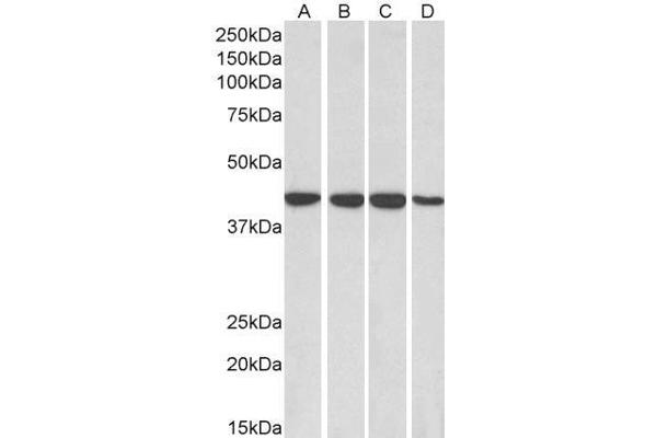 RAE1 antibody  (C-Term)