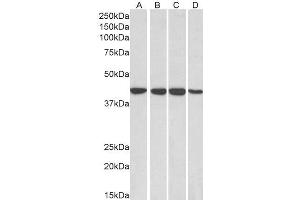 ABIN185434 (0. (RAE1 antibody  (C-Term))