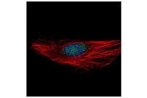 ICC/IF Image Confocal immunofluorescence analysis (Olympus FV10i) of paraformaldehyde-fixed HeLa, using RBM28, antibody (Green) at 1:100 dilution. (RBM28 antibody  (C-Term))