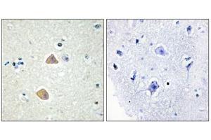 Immunohistochemistry analysis of paraffin-embedded human brain tissue using EFNA5 antibody. (Ephrin A5 antibody  (Internal Region))