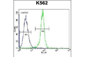 Flow cytometric analysis of K562 cells (right histogram) compared to a negative control cell (left histogram). (STUB1 antibody  (C-Term))