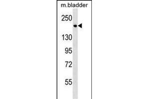 Mouse Sash1 Antibody (C-term) (ABIN1537635 and ABIN2838234) western blot analysis in mouse bladder tissue lysates (35 μg/lane). (SASH1 antibody  (C-Term))