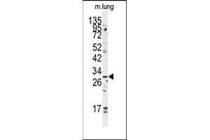 Western blot analysis of anti-GOLPH3 Antibody (C-term) in mouse lung tissue lysates (35ug/lane). (GOLPH3 antibody  (C-Term))