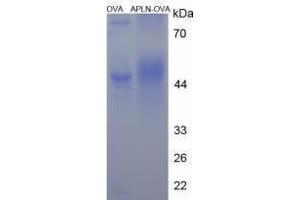 Image no. 1 for Apelin (APLN) peptide (Ovalbumin) (ABIN5666085) (Apelin (APLN) peptide (Ovalbumin))