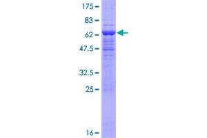 EIF3I Protein (AA 1-325) (GST tag)