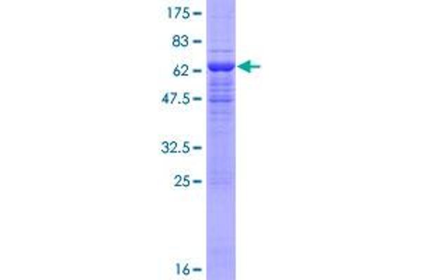 EIF3I Protein (AA 1-325) (GST tag)