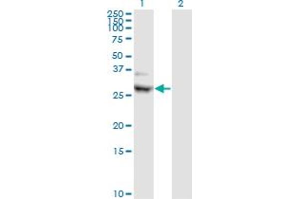 CIDEA antibody  (AA 1-253)