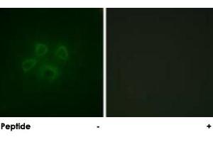 Immunofluorescence analysis of HepG2 cells, using GRB10 polyclonal antibody .