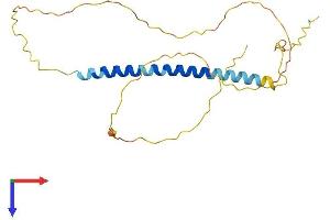 AlphaFold protein structure predicition of Human Recombinant TCEAL2 Protein, UniprotID Q9H3H9 (TCEAL2 Protein (AA 1-227) (His tag))