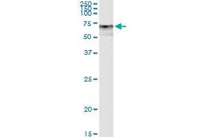 Immunoprecipitation of DPYSL5 transfected lysate using anti-DPYSL5 MaxPab rabbit polyclonal antibody and Protein A Magnetic Bead , and immunoblotted with DPYSL5 purified MaxPab mouse polyclonal antibody (B01P) . (DPYSL5 antibody  (AA 1-564))