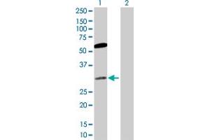 Western Blot analysis of CACYBP expression in transfected 293T cell line by CACYBP MaxPab polyclonal antibody.