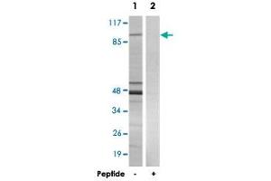 Western blot analysis of extracts from 293 cells, using NFATC4 polyclonal antibody . (NFATC4 antibody)