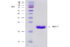 Recombinant allergen rBet v 7 purity verification. (PPIL1 Protein)