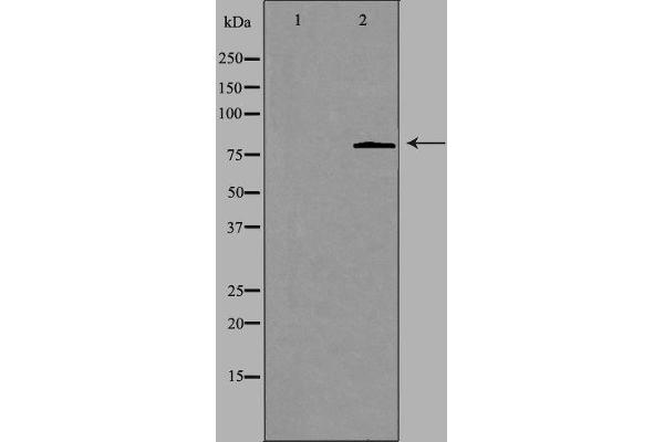 CHPF antibody  (C-Term)