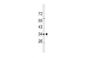 Western blot analysis of S39A3 Antibody (Center) (ABIN653154 and ABIN2842722) in mouse cerebellum tissue lysates (35 μg/lane). (SLC39A3 antibody  (AA 106-134))