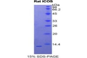 SDS-PAGE (SDS) image for Inducible T-Cell Co-Stimulator (ICOS) (AA 39-133) protein (His tag) (ABIN2121285) (ICOS Protein (AA 39-133) (His tag))