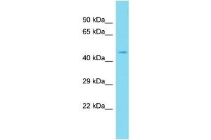 Host: Rabbit Target Name: BPIFB3 Sample Type: Fetal Liver lysates Antibody Dilution: 1. (BPIFB3 antibody  (C-Term))