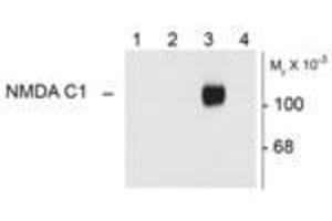 Image no. 1 for anti-Glutamate Receptor, Ionotropic, N-Methyl D-Aspartate 1 (GRIN1) (Variant C1) antibody (ABIN305687)