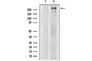 anti-Transformation/transcription Domain-Associated Protein (TRRAP) (Internal Region) antibody