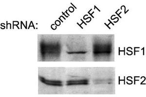 Western Blot analysis of Human K562 cell lysates showing detection of HSF2 protein using Rat Anti-HSF2 Monoclonal Antibody, Clone 3E2 .
