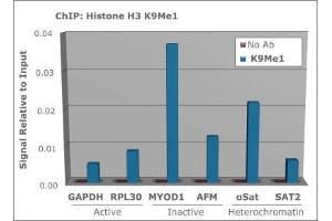 Chromatin Immunoprecipitation (ChIP) image for anti-Histone 3 (H3) (H3K9me) antibody (ABIN5706783)
