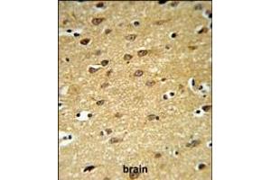 Immunohistochemistry (Paraffin-embedded Sections) (IHC (p)) image for anti-Leucine Rich Repeat and Ig Domain Containing 1 (LINGO1) (AA 575-603), (C-Term) antibody (ABIN651289)