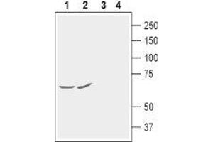Western blot analysis of rat (lanes 1 and 3) and mouse (lanes 2 and 4) brain membranes: - 1,2.