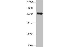 All Lanes:Mouse anti ANXA2 Monoclonal antibody at 1 μg/mL lane 1:HepG2 whole cell lysate Secondary Goat polyclonal to Mouse IgG at 1/5000 dilution Predicted band size:39,41kd Observed band size:50KD (Annexin A2 antibody)