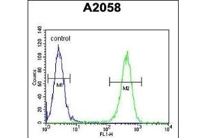 GFPT2 Antibody (Center) (ABIN653230 and ABIN2842763) flow cytometric analysis of  cells (right histogram) compared to a negative control cell (left histogram). (GFPT2 antibody  (AA 175-201))