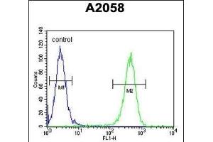 GFPT2 Antibody (Center) (ABIN653230 and ABIN2842763) flow cytometric analysis of  cells (right histogram) compared to a negative control cell (left histogram).