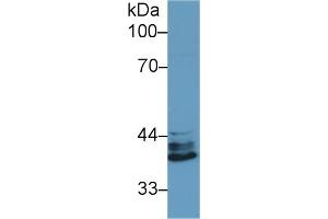 Detection of IRF1 in Human Jurkat cell lysate using Polyclonal Antibody to Interferon Regulatory Factor 1 (IRF1) (IRF1 antibody  (AA 44-319))