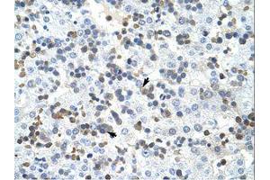 Image no. 1 for anti-Protein Arginine Methyltransferase 2 (PRMT2) (N-Term) antibody (ABIN203135) (PRMT2 antibody  (N-Term))
