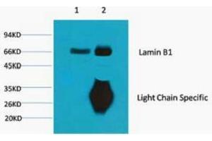 Immunoprecipitation (IP) analysis: 1) Input: Mouse Brain Tissue Lysate. (Lamin B1 antibody)